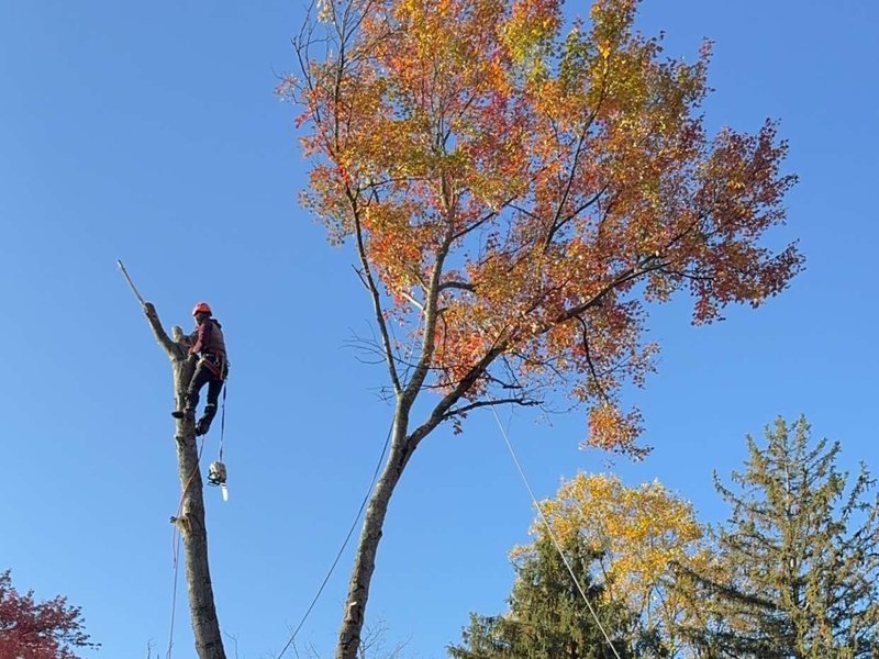 Climber sectioning down a large tree during a commercial property tree removal